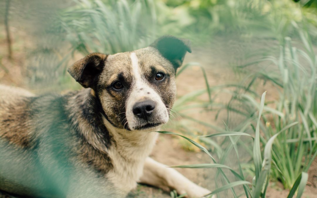 Do You Need a Pet Emergency Fund?